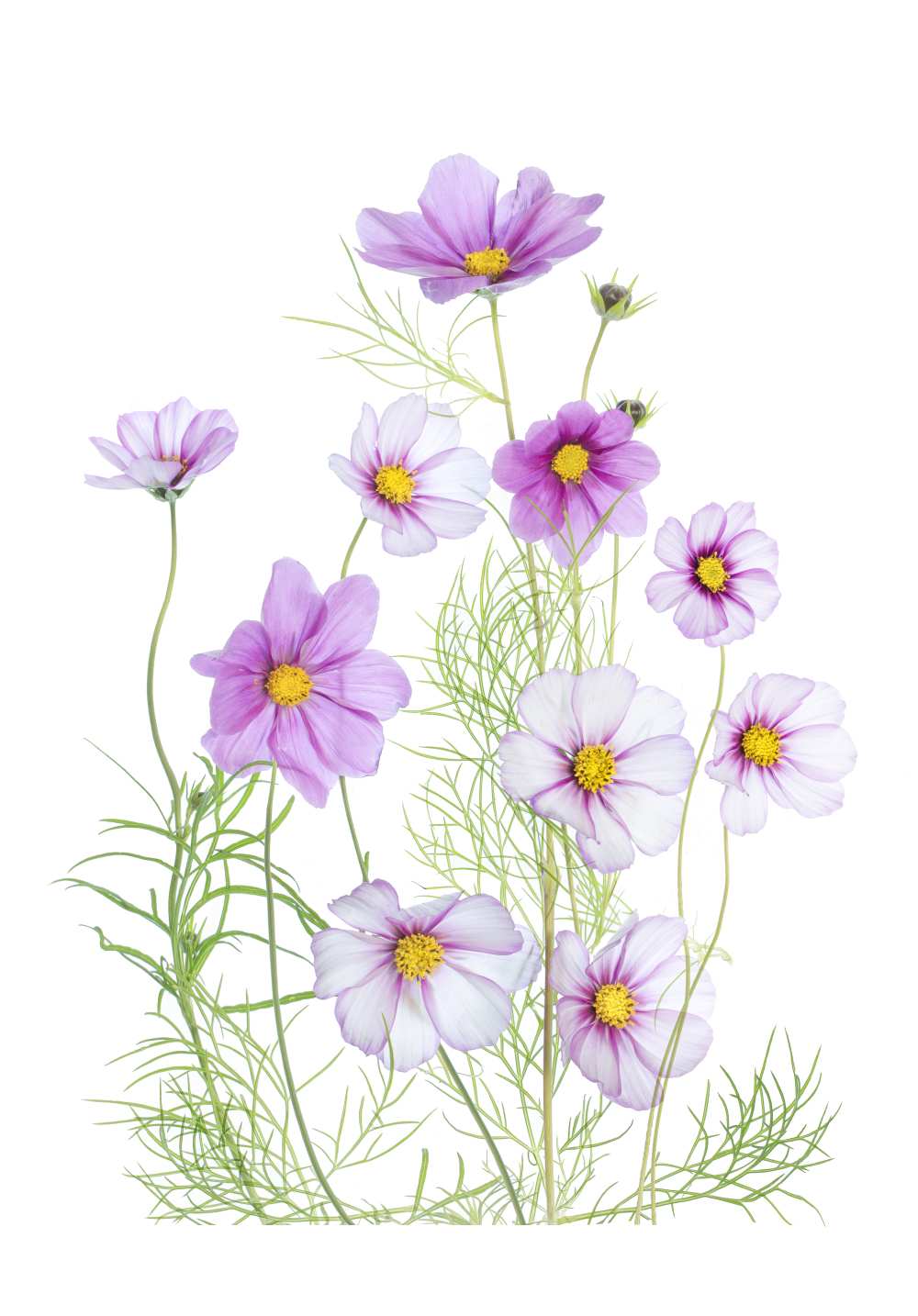 Cosmos Comfort a Mandy Disher