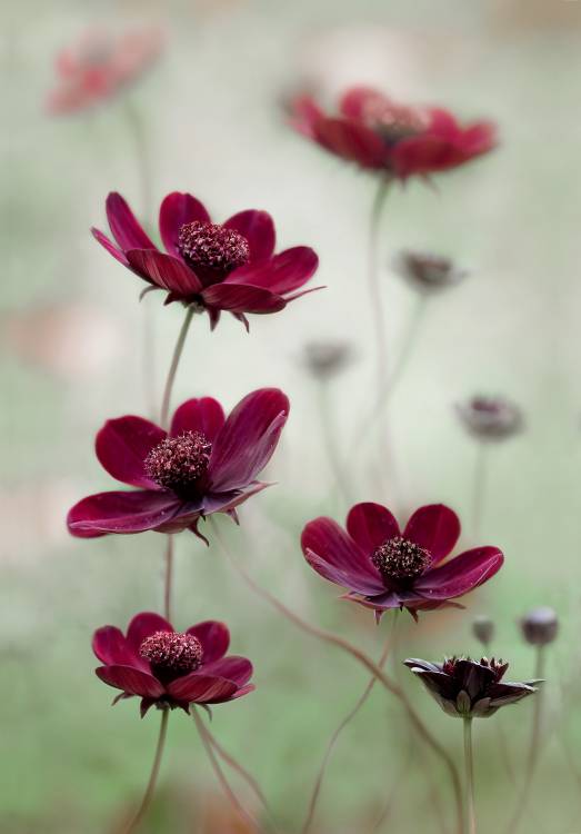 Cosmos sway a Mandy Disher