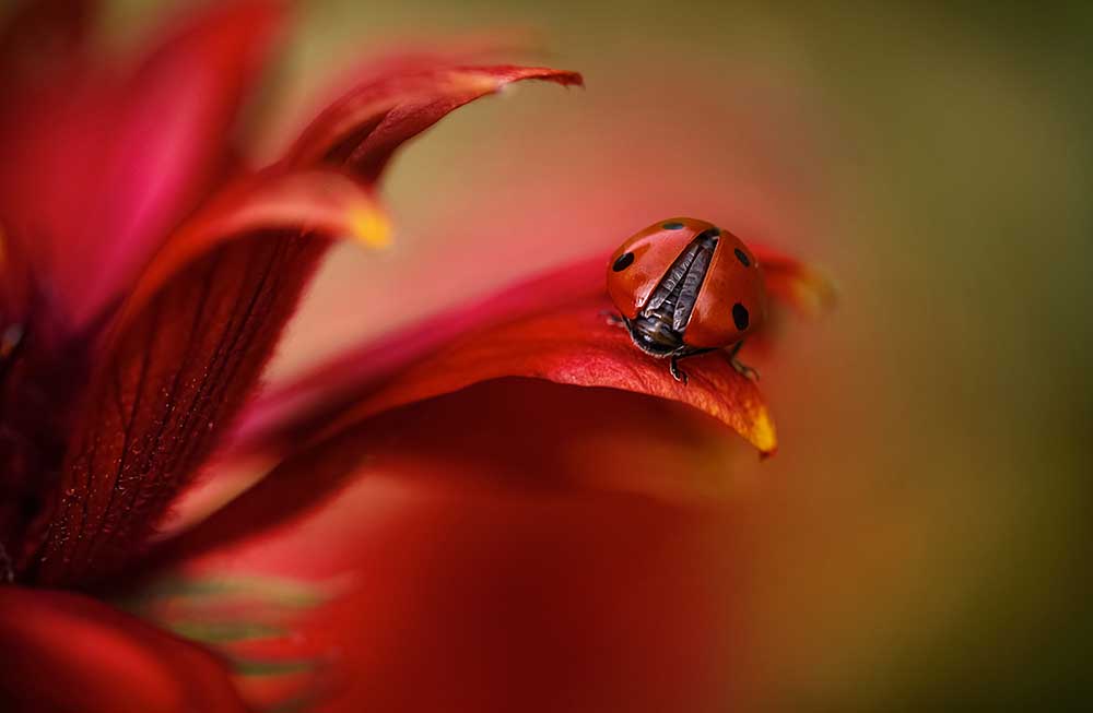 Simply red a Mandy Disher