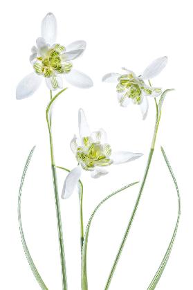 Galanthus Flore Pleno