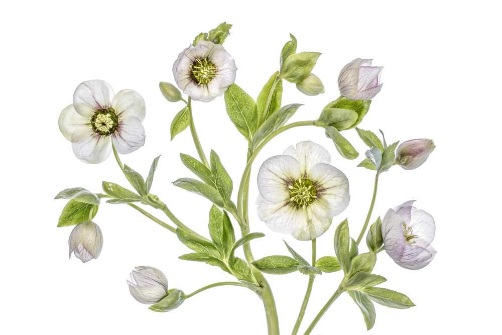 Hellebore a Mandy Disher
