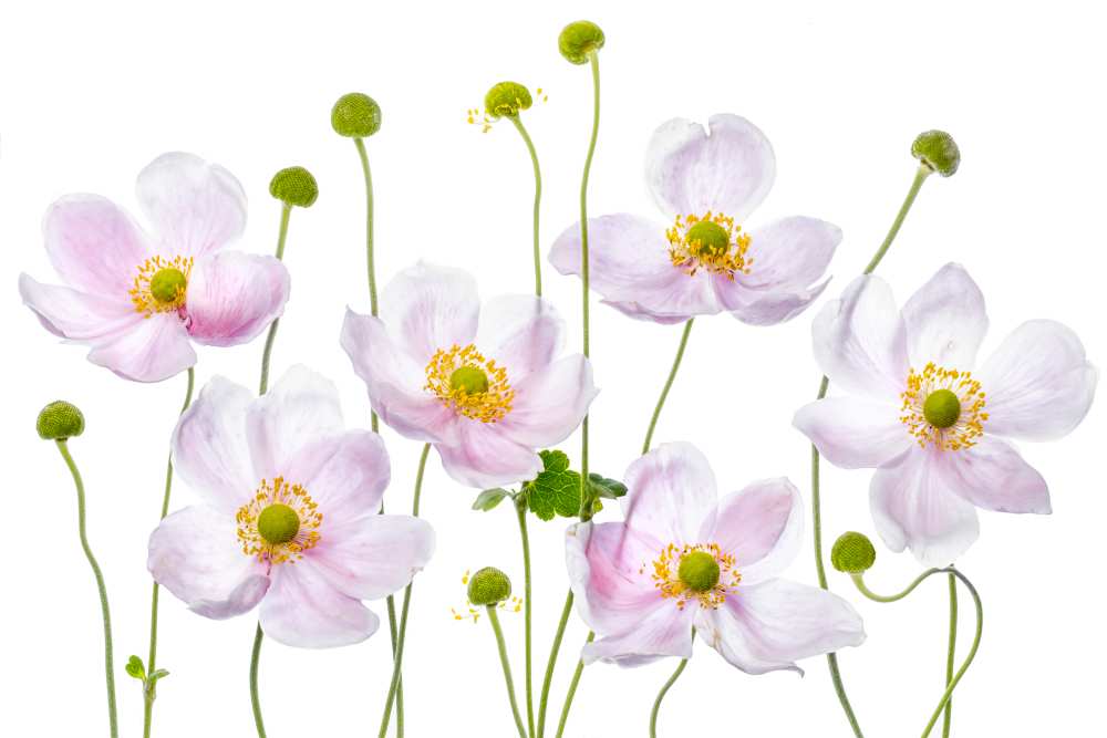 Japanese Anemones a Mandy Disher