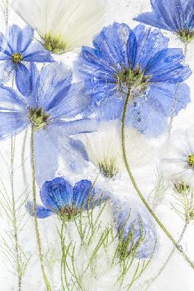 Cosmos blue