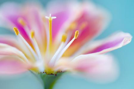 Lewisia