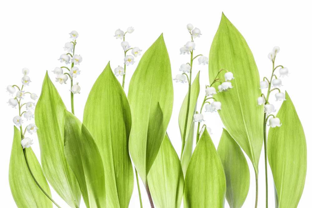 Lily of the valley a Mandy Disher