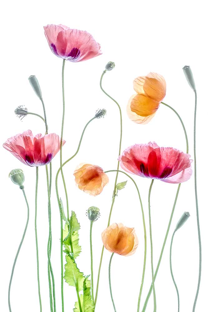 Poppies a Mandy Disher