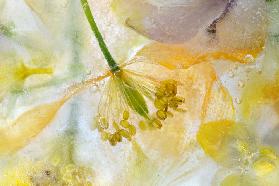 Papaver Ice