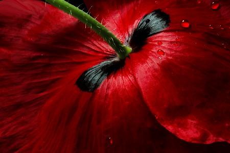 Papaver passion