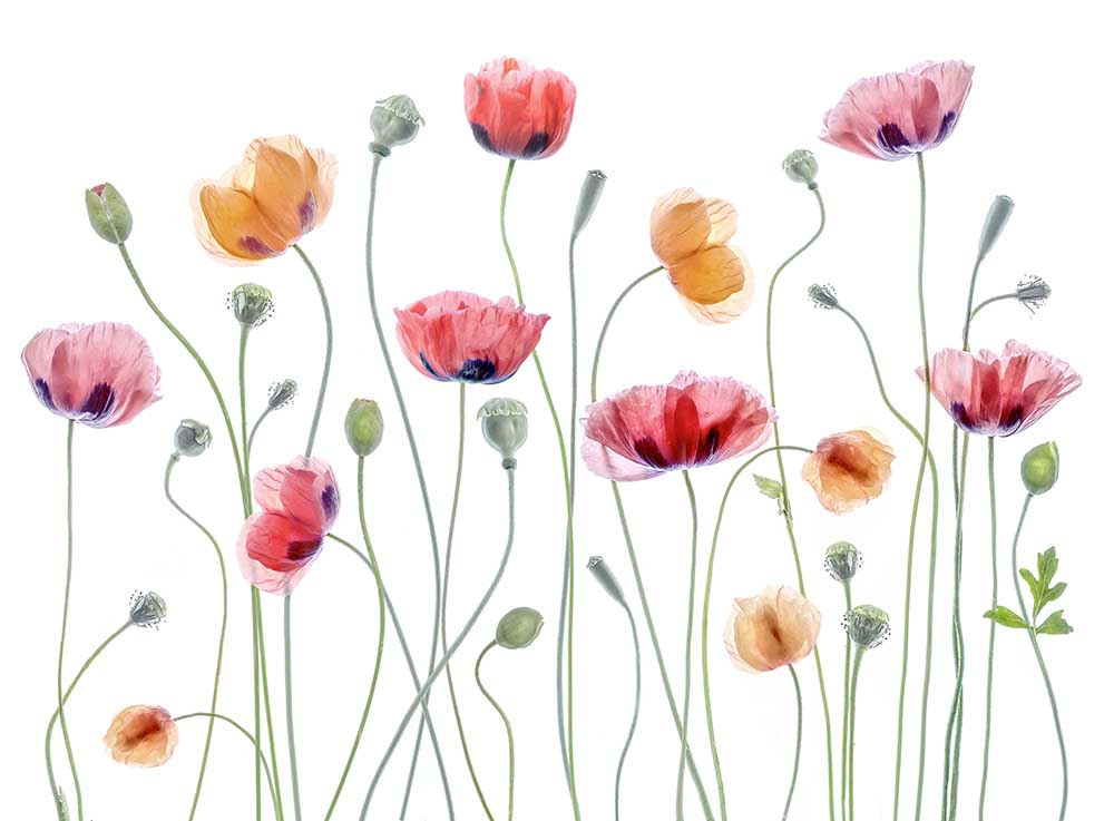 Papaver party a Mandy Disher