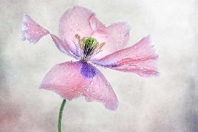 Pastel poppy