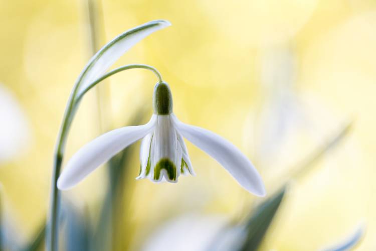 Snowdrops a Mandy Disher