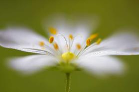 Softly Stitchwort