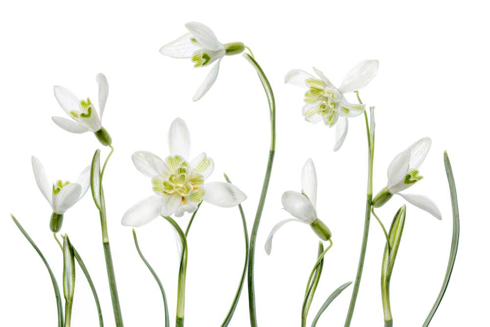 Spring Snowdrops a Mandy Disher