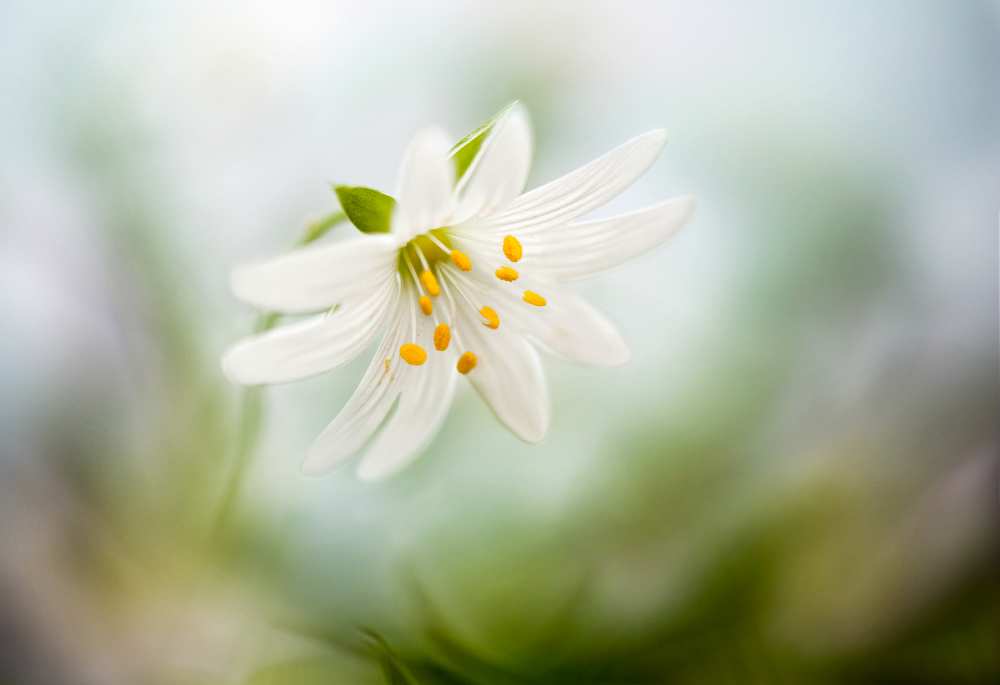 Spring Stitchwort a Mandy Disher