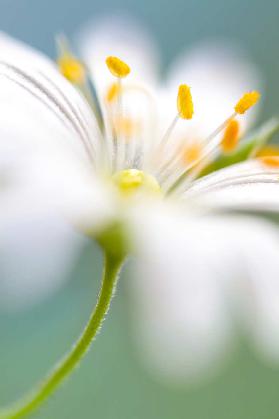 Stitchwort surprise