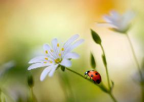 Summer beauties