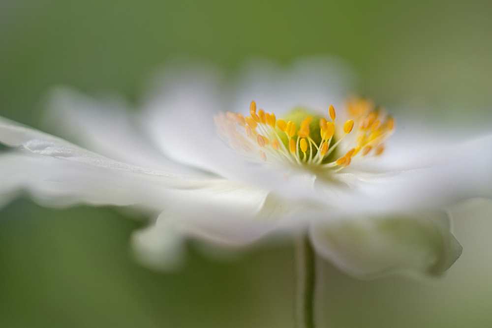 White Anemone a Mandy Disher