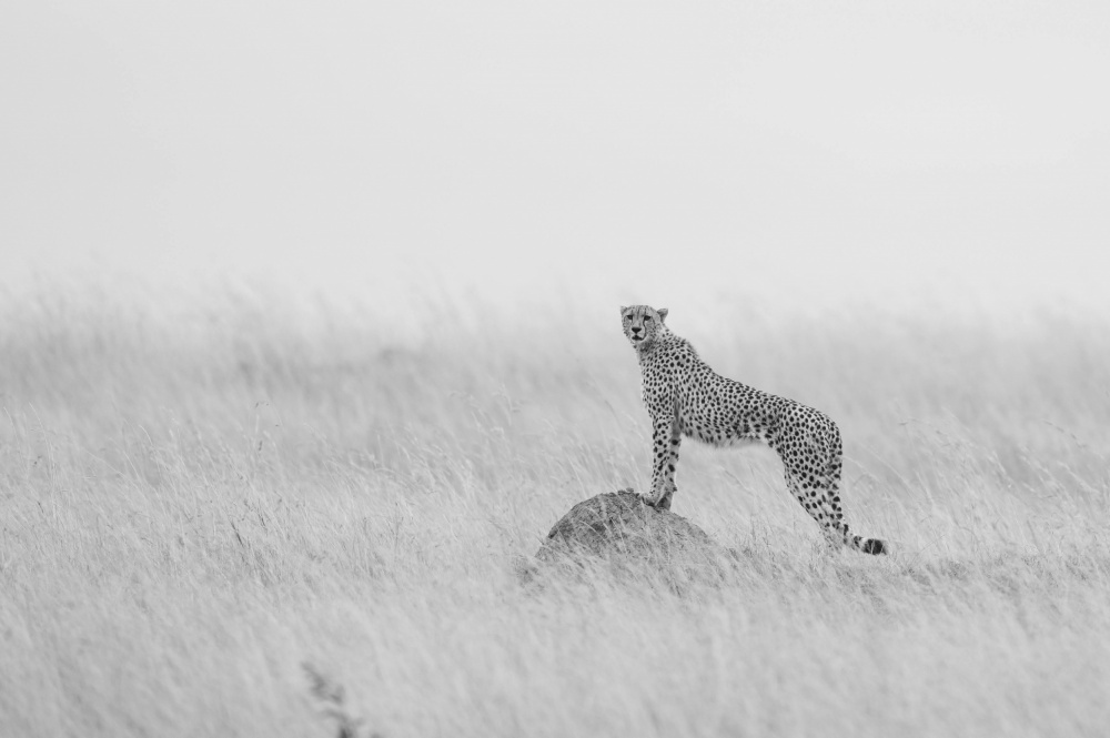 Cheetah Manning its territory a Manish Nagpal