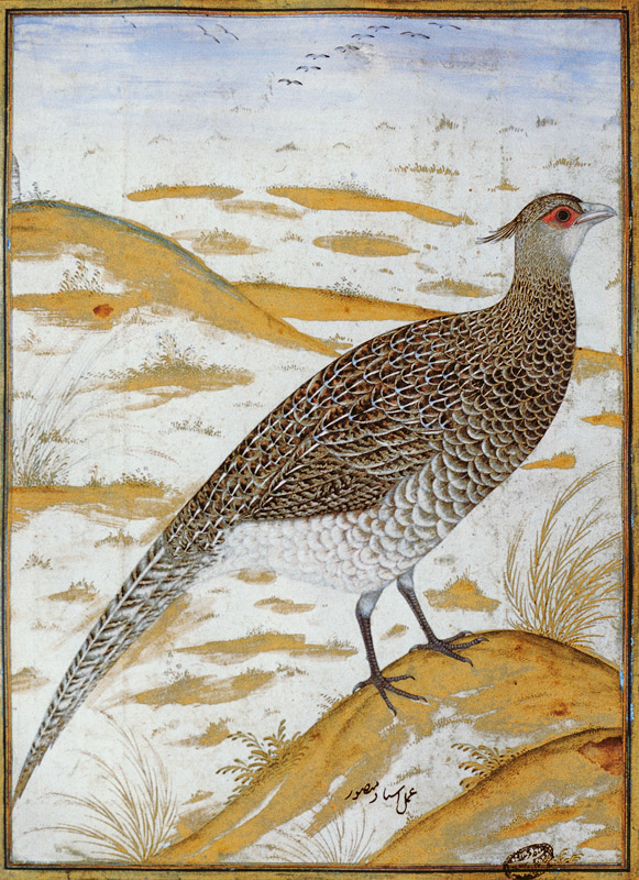 Himalayan cheer pheasant, Jahangir Period, Mughal a Mansur