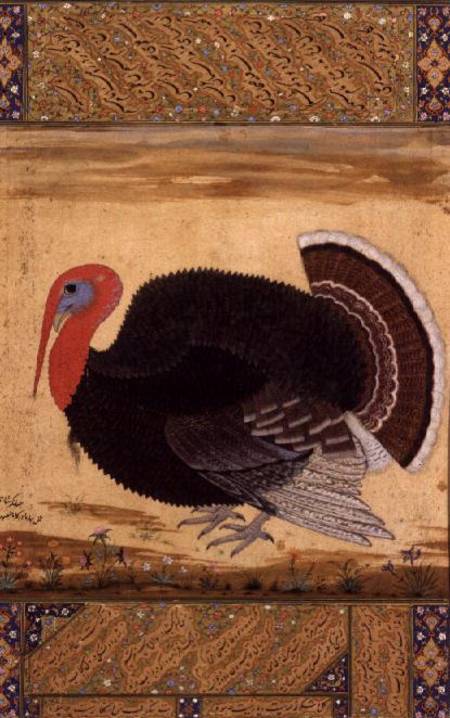 A turkey-cock, brought to Jahangir from Goa in 1612, from the Wantage Album, Mughal a Mansur