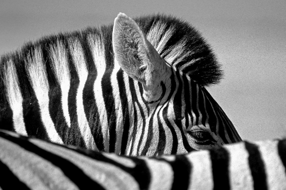 Curious Zebra a Marc Pelissier