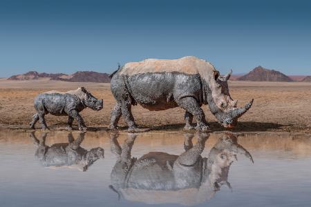 RhinosWalk