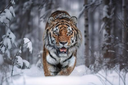 SnowTiger