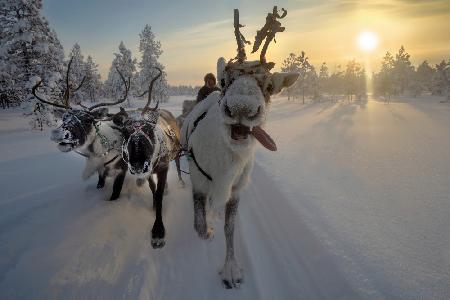 Frozen ride in tundra