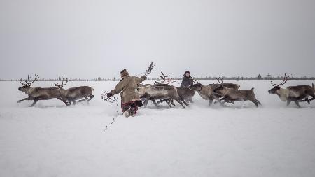 Jigori hunts reindeer I
