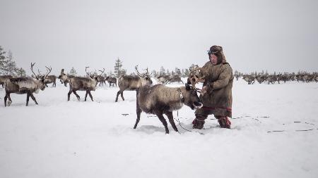 Jigori hunts reindeer III