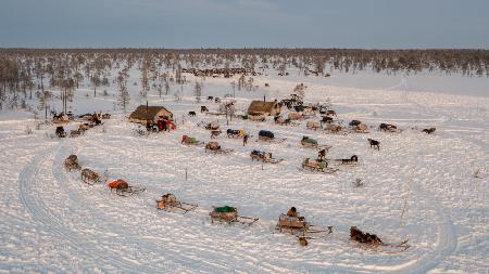 Morning in Nenets camp