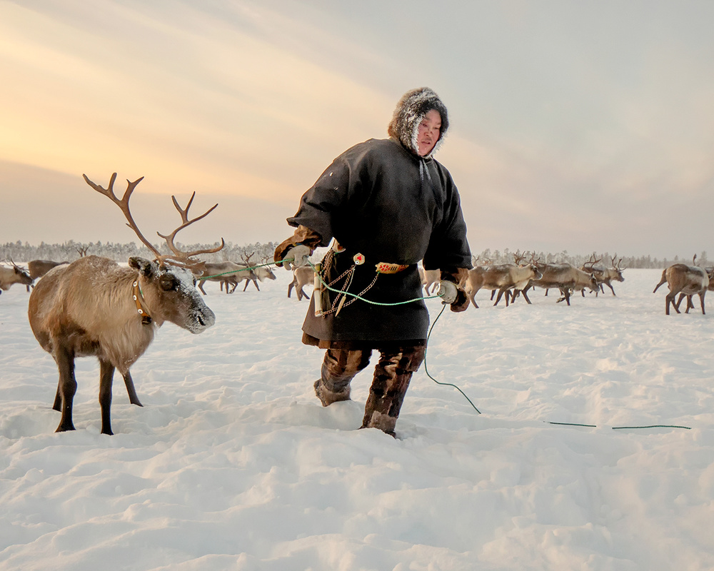 Nenet and reindeer a Marcel Rebro