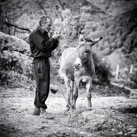 Vova and his donkey