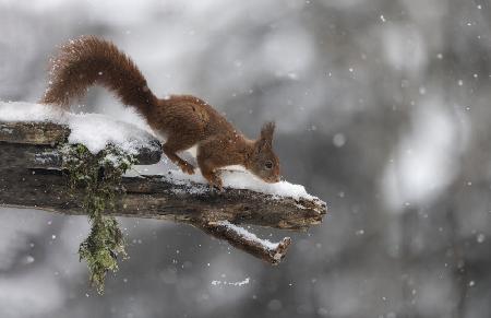 The Red squirrel