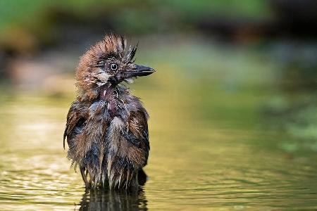 The Punk in the pond