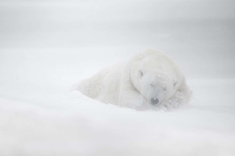 frozen dreams a Marco Pozzi