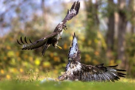 Buzzard vs buzzard