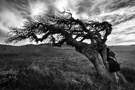 The witchs tree