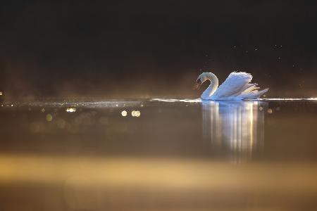 Swan at dawn