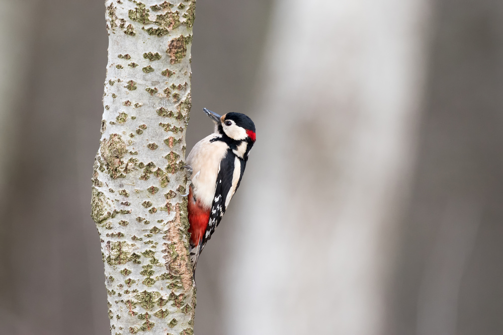 Great Woodpecker a marcobesso