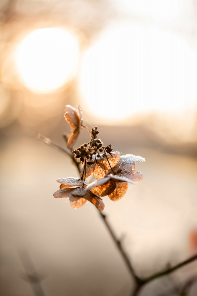 Hydrangea 4 a Mareike Böhmer