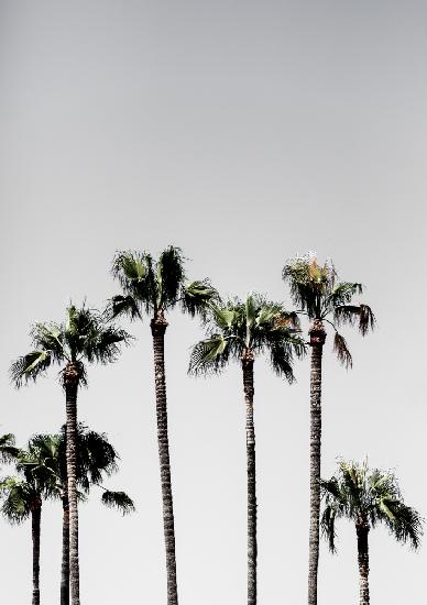 Palm Trees 5