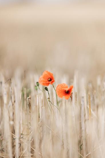 Summer Poppies