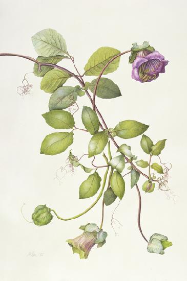 Cobea Scandens