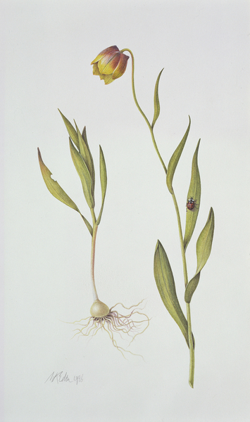 Fritillaria Michailovsky a Margaret Ann  Eden