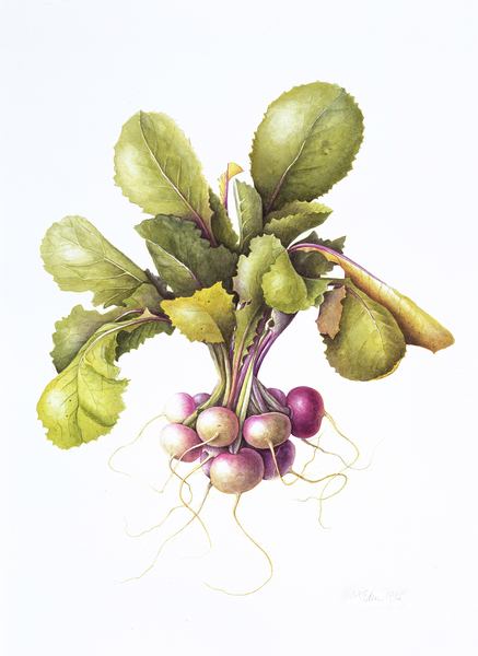 Miniature turnips a Margaret Ann  Eden