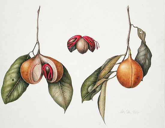 Nutmeg (Myristica fragrans) 2004 (w/c on paper)  a Margaret Ann  Eden