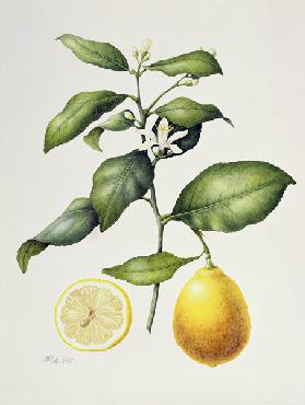 Citrus Limon