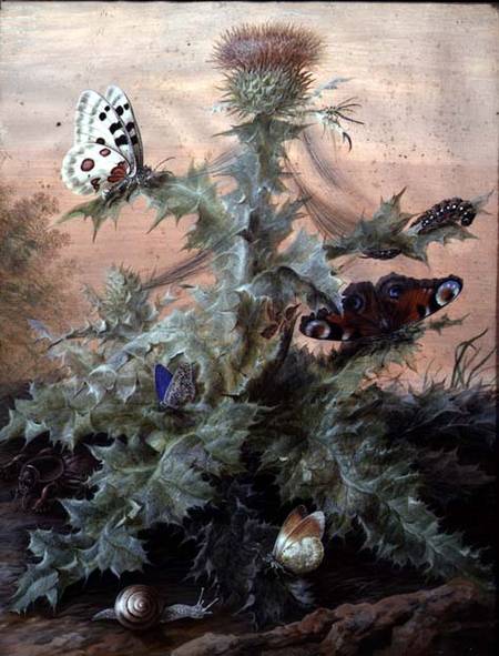Insects Around a Thistle a Margaretha Barbara Dietzsch