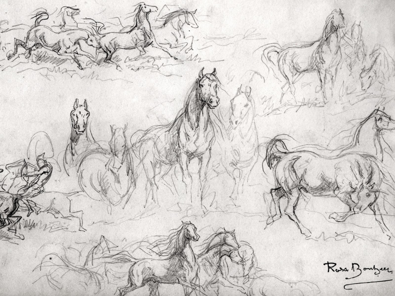 Study of Horses a Maria-Rosa Bonheur
